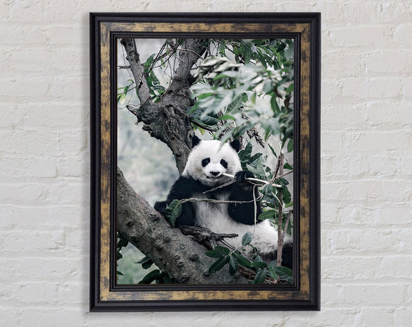Panda Tree Lover Framed Print