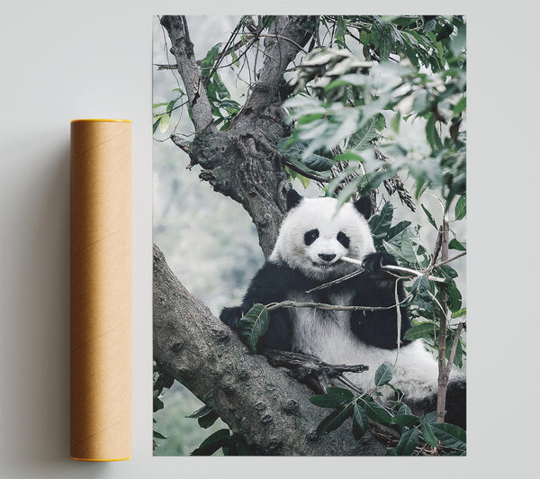 Panda Tree Lover Print