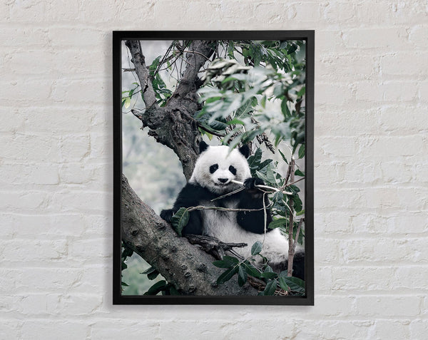 Panda Tree Lover Framed Print