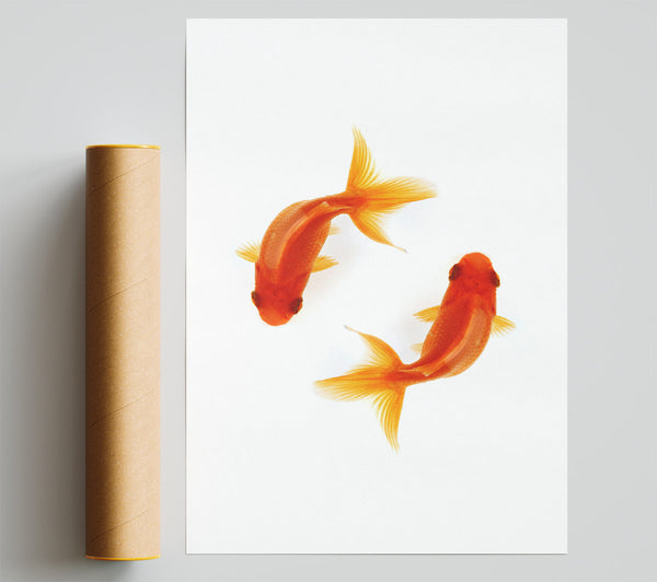 Goldfish Reflections Print