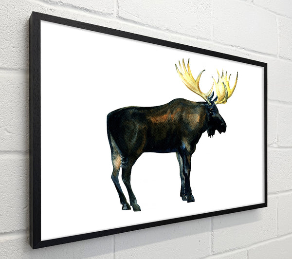 Moose
