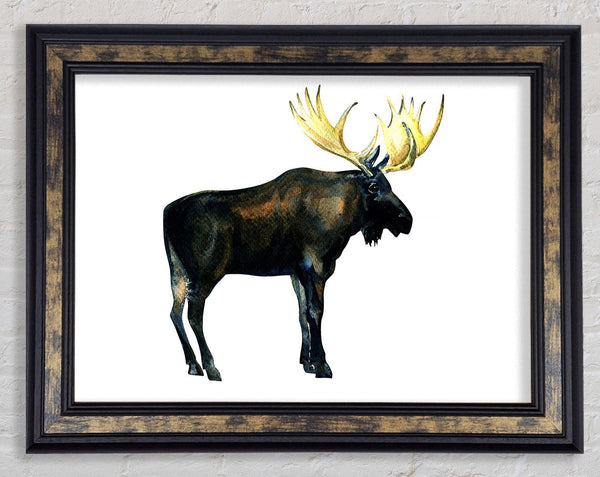 Moose Framed Print