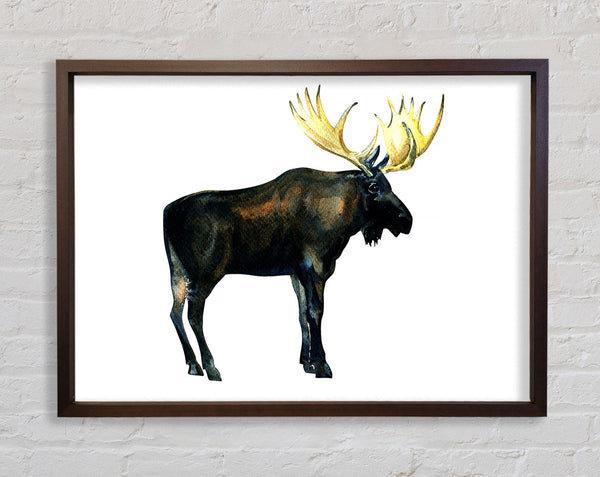 Moose Framed Print