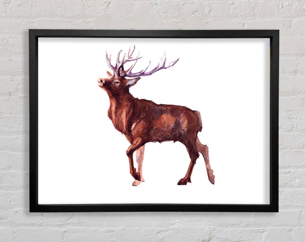 Red Stag Delight Framed Print