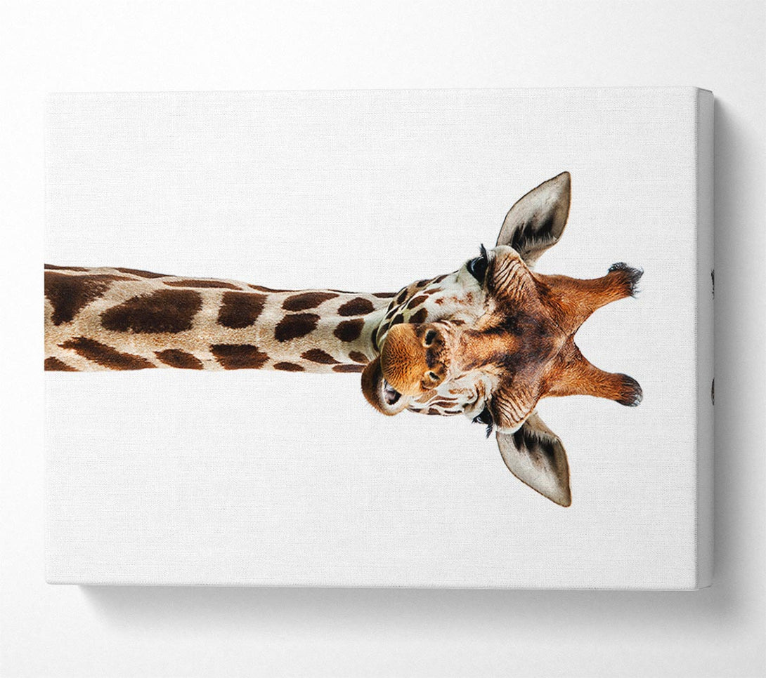  A Canvas Print of Goofy Giraffe Canvas Print