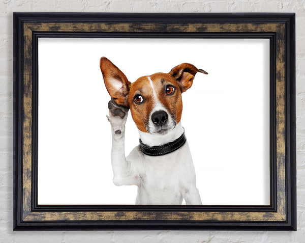 Jack Russell Dog Listen Framed Print