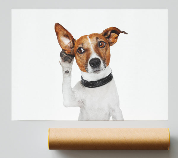 Jack Russell Dog Listen Giclee Print