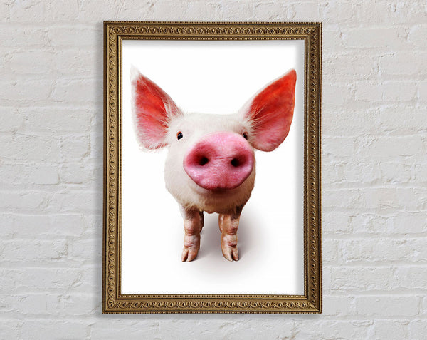 Curious Pig Framed Print