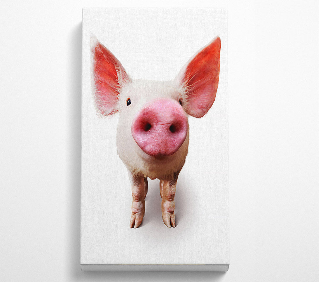  A Canvas Print of Curious Pig Canvas Wall Art