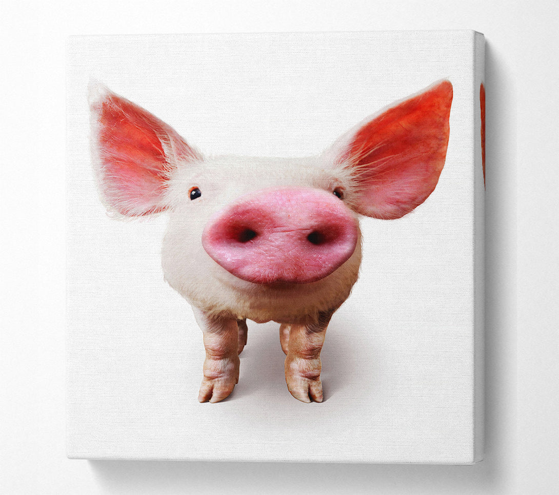  A Canvas Print of Curious Pig Canvas Wall Art