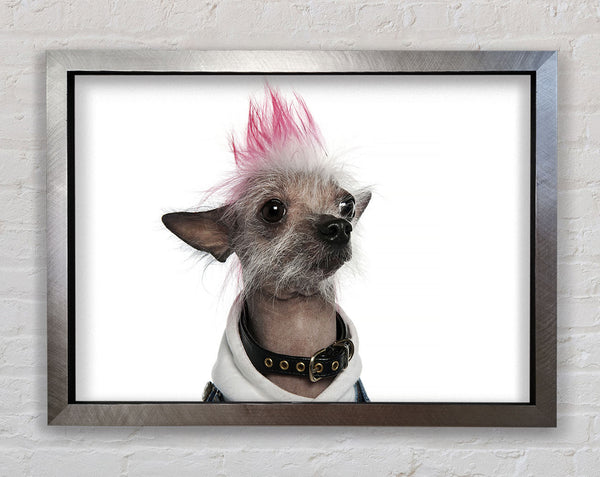 Chinese Crested Punk Dog Framed Print