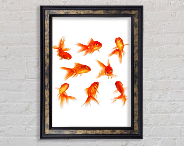 Goldfish Party