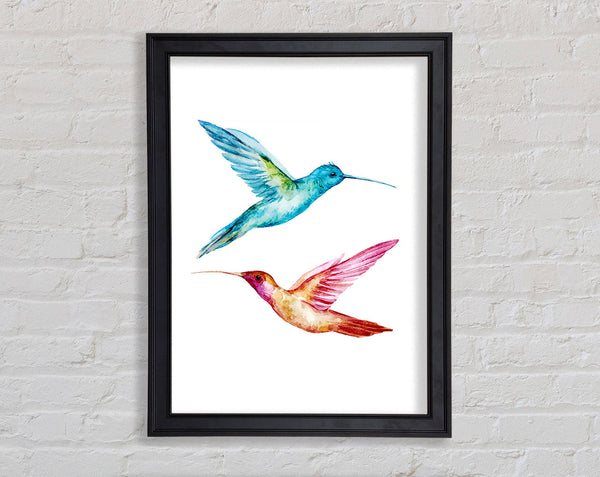 Hummingbird Duo Framed Print