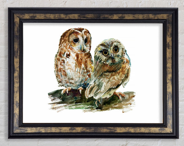 Barred Owl Duo Framed Print