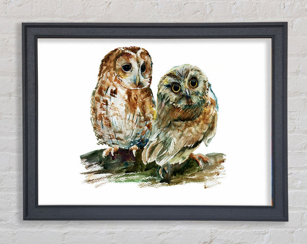 Barred Owl Duo Framed Print