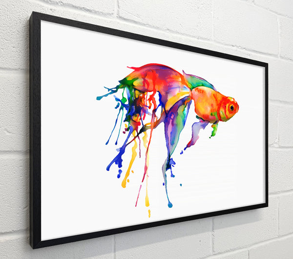Rainbow Goldfish