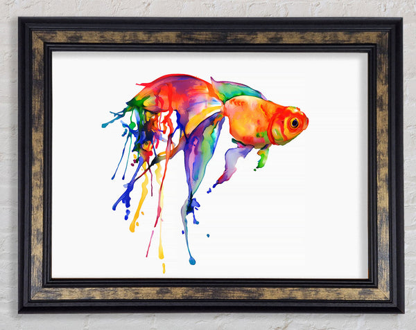 Rainbow Goldfish