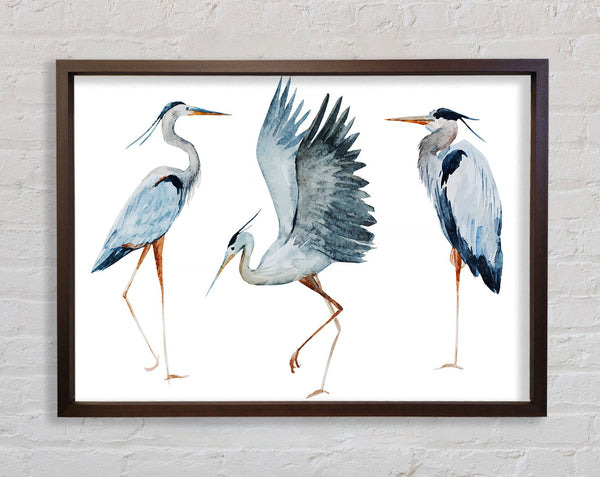 Heron Trio Framed Print