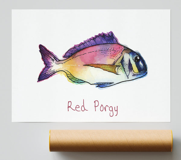 Red Porgy Rainbow Poster