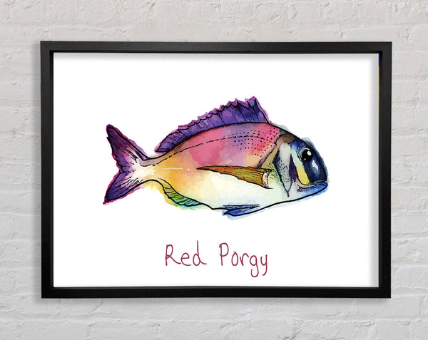 Red Porgy Rainbow Framed Print