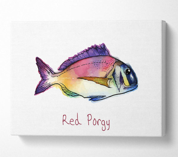  A Canvas Print of Red Porgy Rainbow Canvas Wall Art