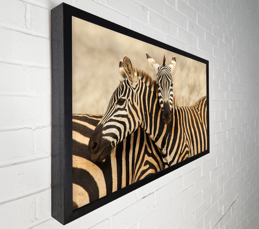  A Canvas Print of Zebra Duo Love Canvas Wall Art