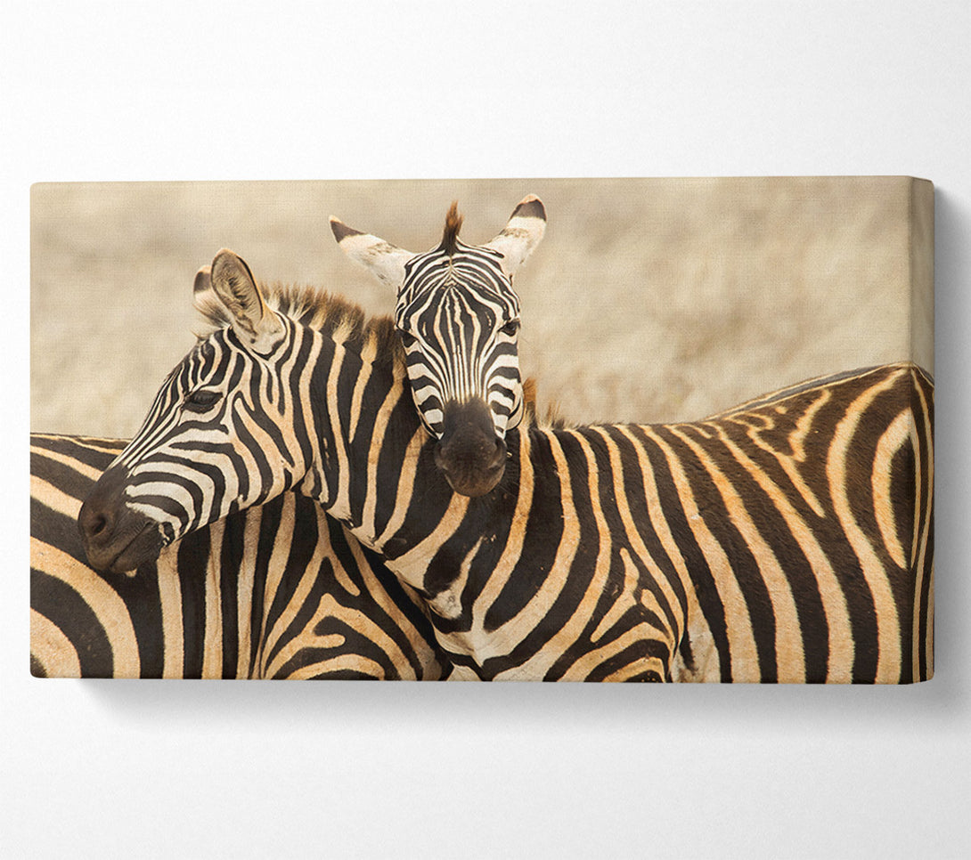  A Canvas Print of Zebra Duo Love Canvas Wall Art
