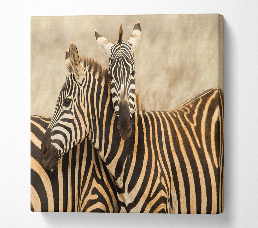  A Canvas Print of Zebra Duo Love Canvas Wall Art