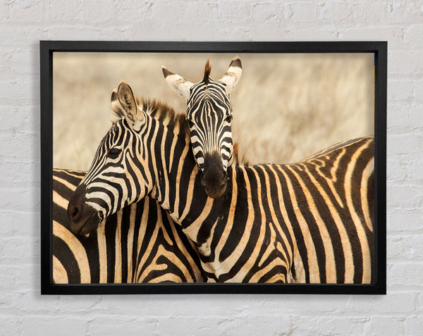 Zebra Duo Love Framed Print
