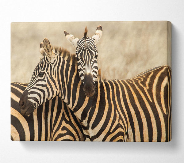  A Canvas Print of Zebra Duo Love Canvas Wall Art