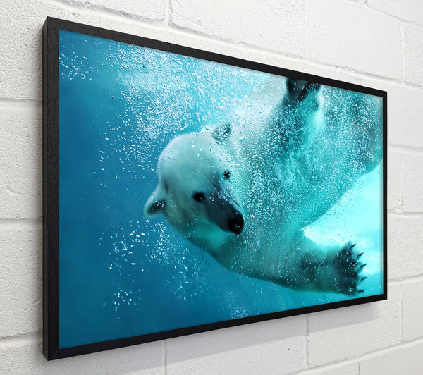 Polar Bear Swim