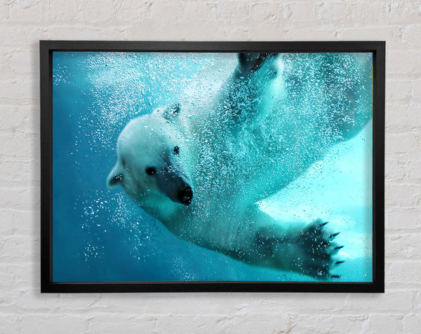Polar Bear Swim Framed Print