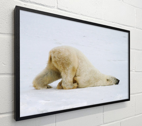 Polar Bear Itch