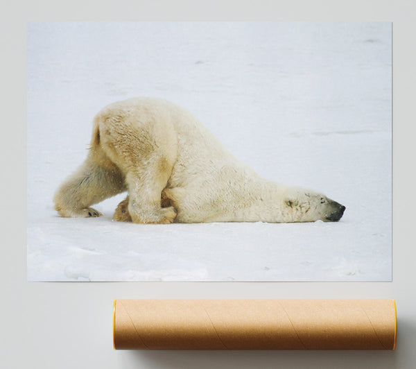 Polar Bear Itch Poster