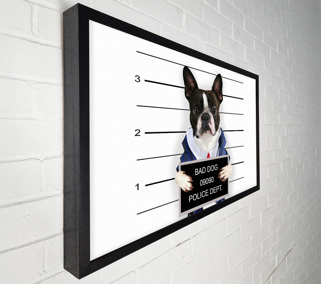  A Canvas Print of Naughty French Bulldog Canvas Print