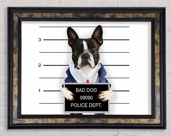 Naughty French Bulldog Framed Print