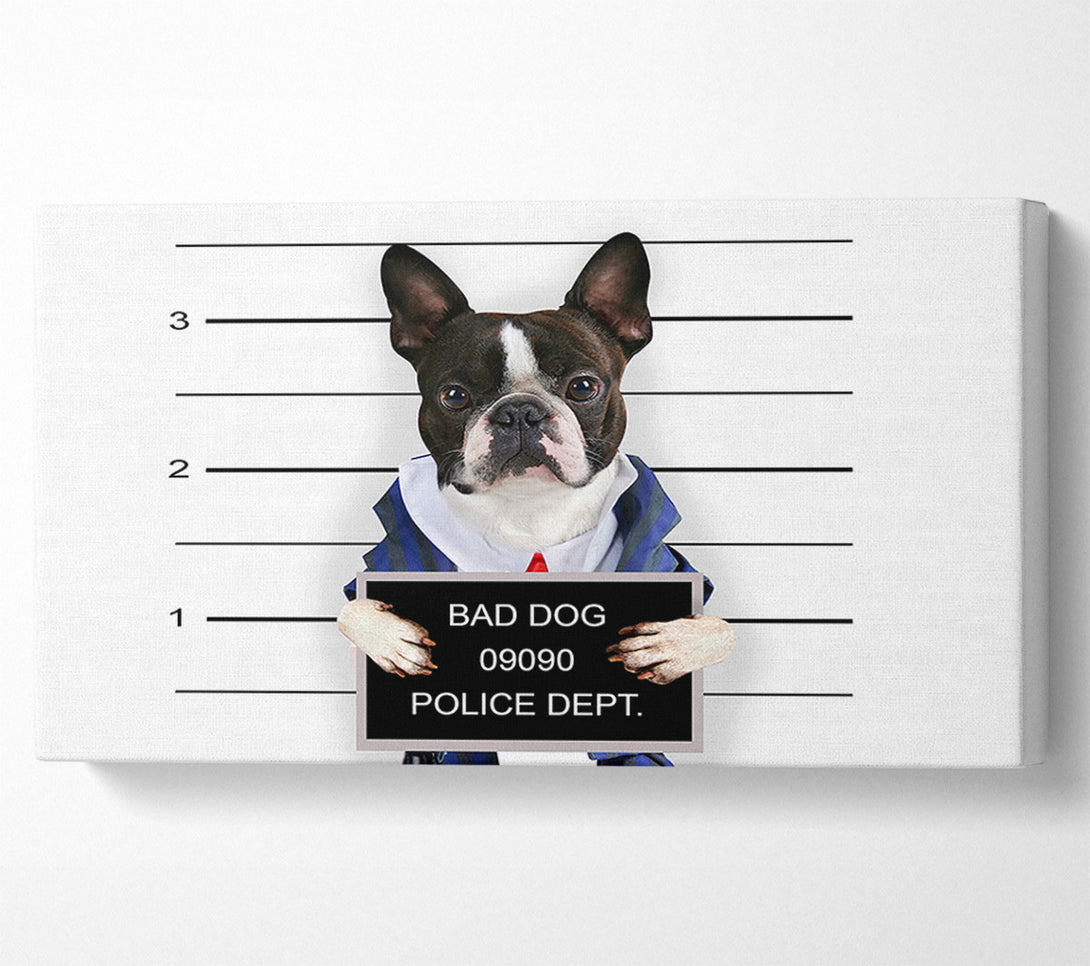  A Canvas Print of Naughty French Bulldog Canvas Print