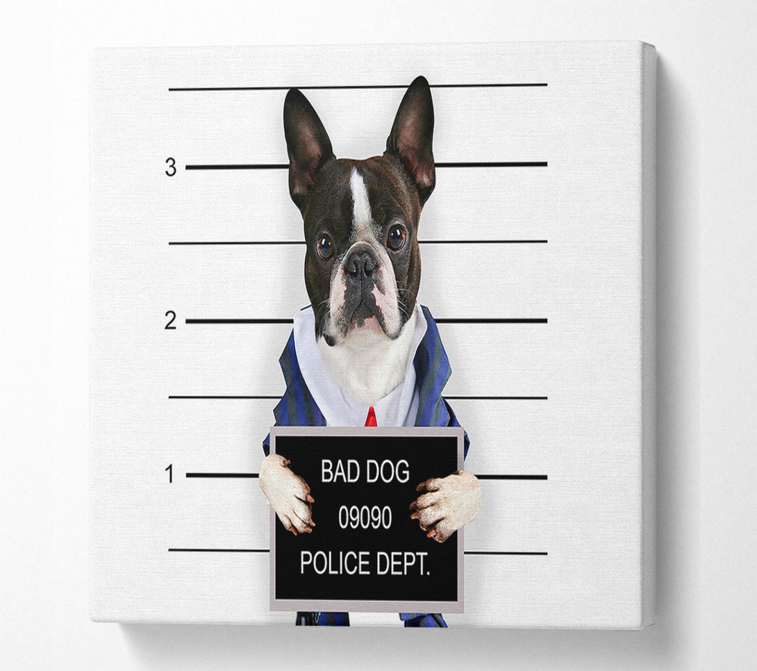  A Canvas Print of Naughty French Bulldog Canvas Print