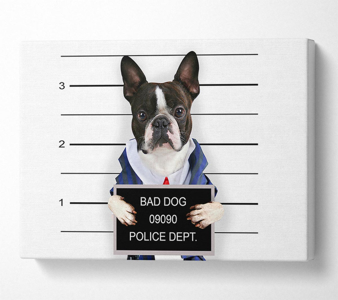  A Canvas Print of Naughty French Bulldog Canvas Print