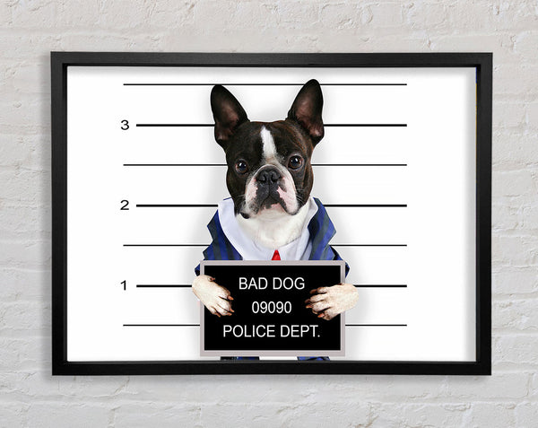 Naughty French Bulldog Framed Print