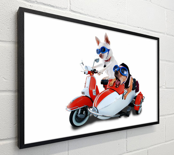 Chihuahua Sidecar Mayhem Dogs