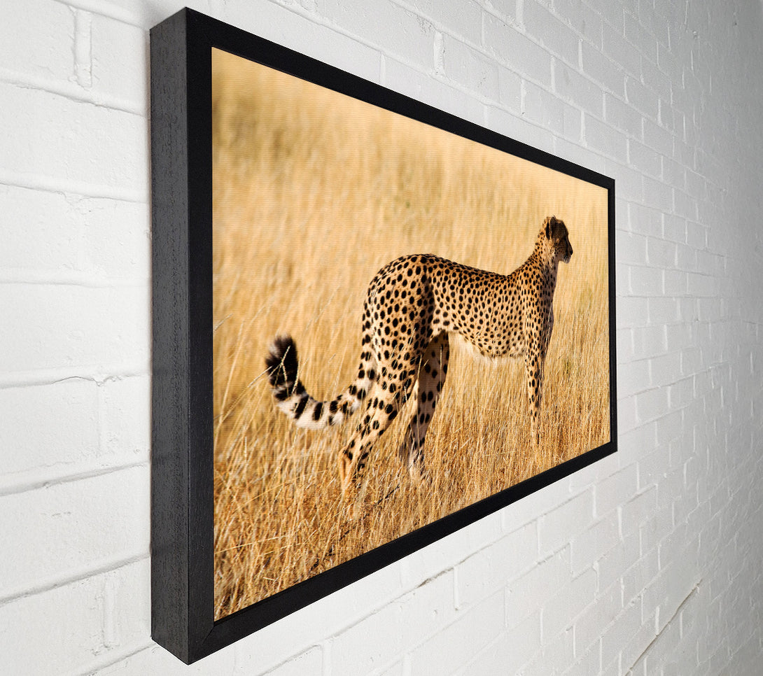  A Canvas Print of Cheetah Watch Canvas Art