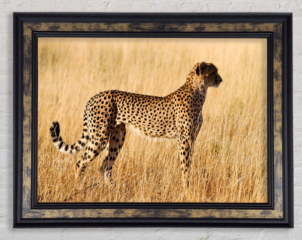 Cheetah Watch Framed Print