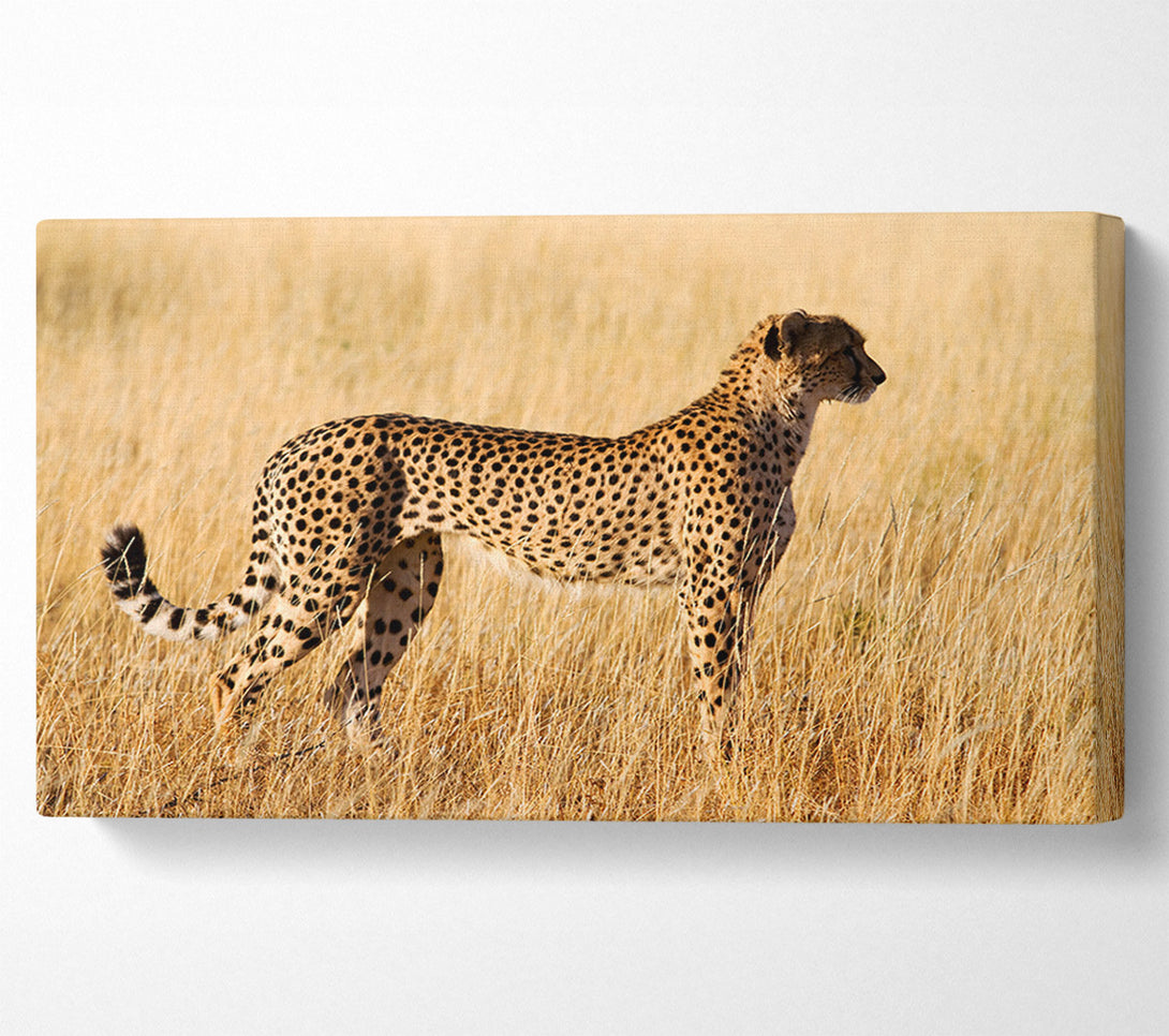  A Canvas Print of Cheetah Watch Canvas Art