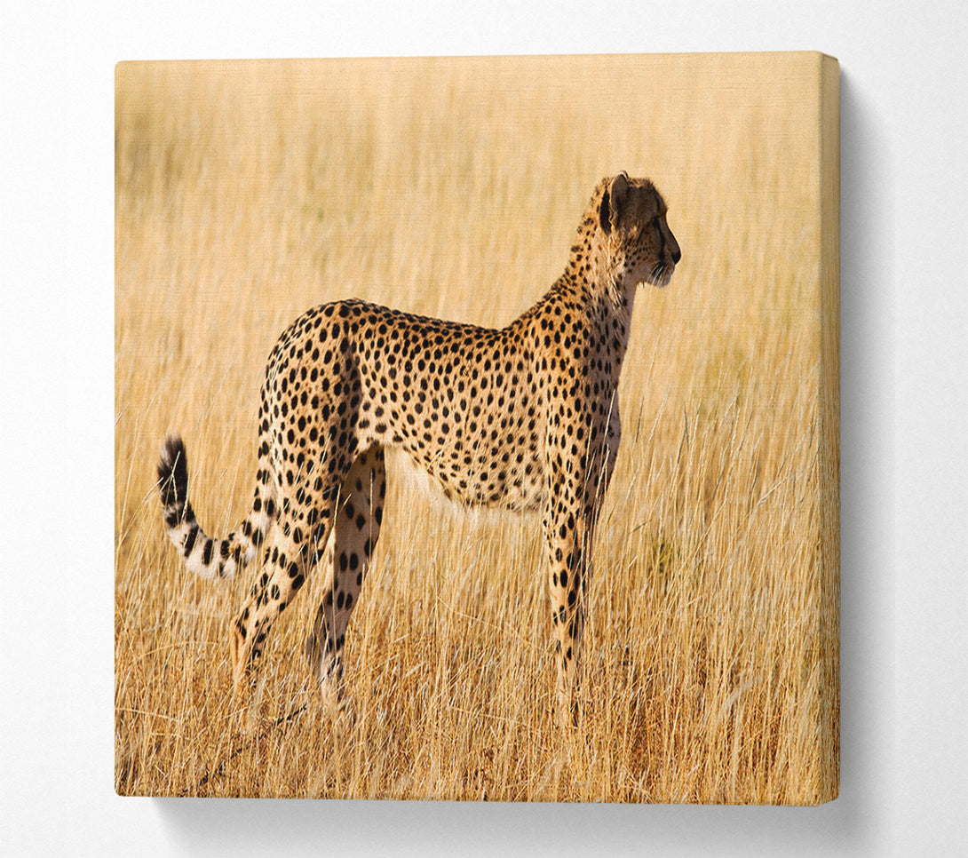  A Canvas Print of Cheetah Watch Canvas Art