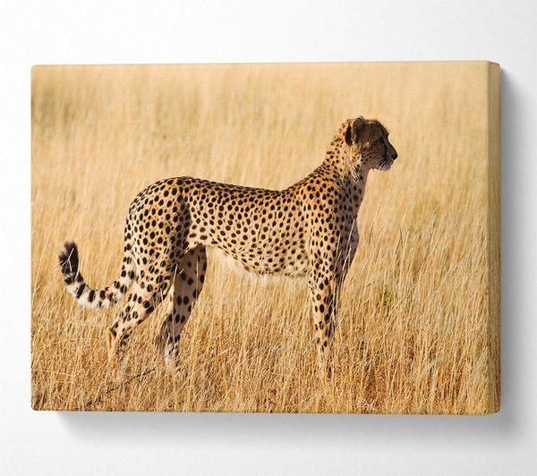  A Canvas Print of Cheetah Watch Canvas Art
