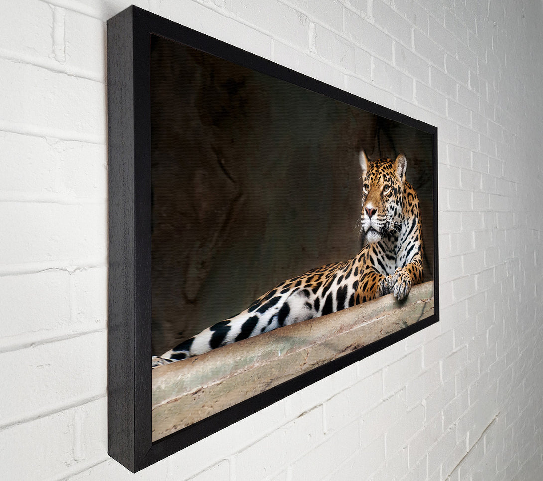  A Canvas Print of Young Tiger Resting Canvas Print