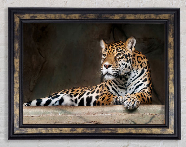Young Tiger Resting Framed Print