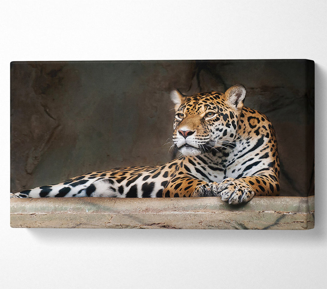  A Canvas Print of Young Tiger Resting Canvas Print