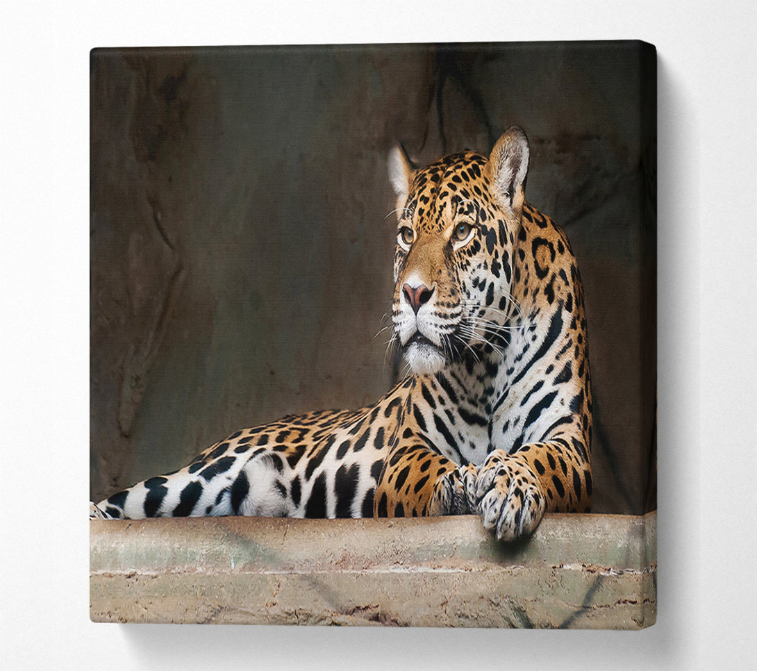 A Canvas Print of Young Tiger Resting Canvas Print